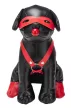 Faux Dog Bandit 24cm Fekete - 2